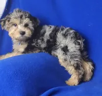 Beckham , a male Yorkipoo for sale in Jackson, TN – 10 of 10