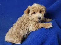 Gemma, a female Yorkshire Terrier for sale in Jackson, TN – 10 of 10