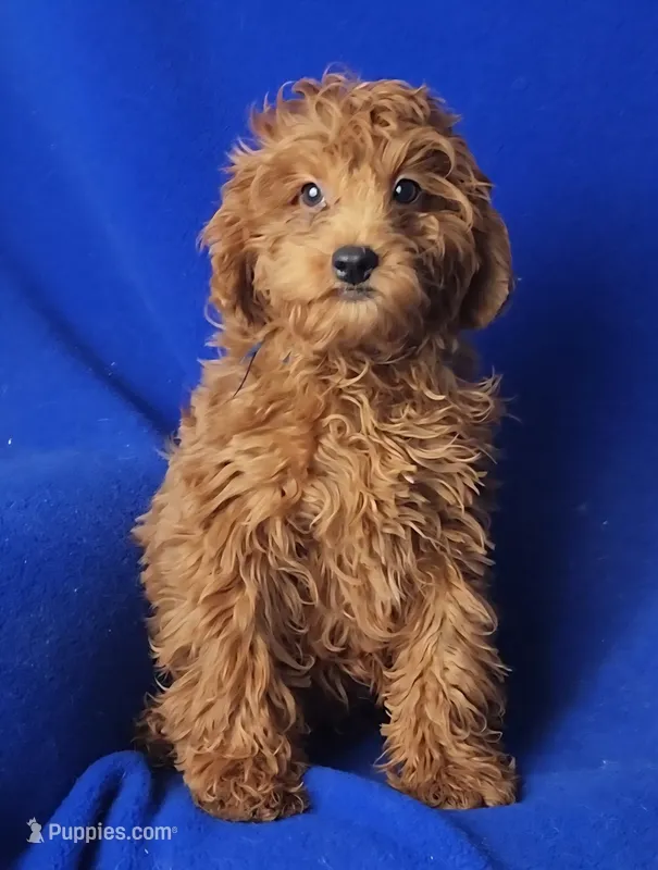 Royce – Cockapoo puppy for sale in Jackson, TN