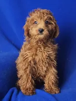 Royce, a male Cockapoo for sale in Jackson, TN – 1 of 10