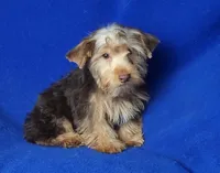 Liver Driscoll , a male Yorkshire Terrier for sale in Jackson, TN – 5 of 10