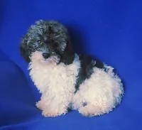 Natalie, a female Poodle - Toy  for sale in Jackson, TN – 9 of 10