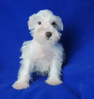 Choco Merle Claira, a female Miniature Schnauzer for sale in Jackson, TN – 4 of 9