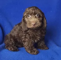 *FLASH SALE* Chocolate Clarissa, a female Cockapoo for sale in Jackson, TN – 7 of 10