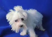 Bentley, a male Maltese for sale in Jackson, TN – 3 of 10