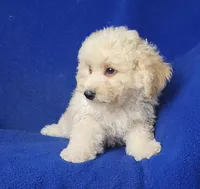 Finn, a male Bichpoo for sale in Jackson, TN – 8 of 10