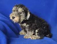 Murphy, a male Yorkipoo for sale in Jackson, TN – 6 of 10