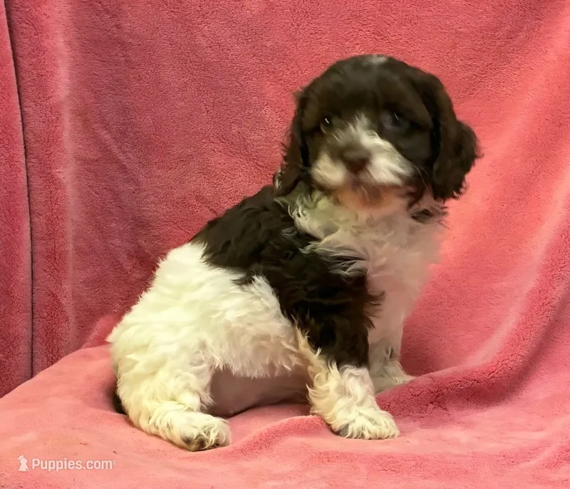 Clover – Cockapoo puppy for sale in Jackson, TN