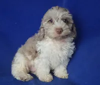 Chocolate Merle Chester , a male Cockapoo for sale in Jackson, TN – 8 of 10