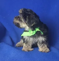 Teo, a male Morkie for sale in Jackson, TN – 3 of 10