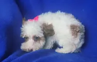 Ellie, a female Poodle - Toy  for sale in Jackson, TN – 2 of 10