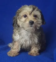 Oakleigh, a female Yorkipoo for sale in Jackson, TN – 7 of 10