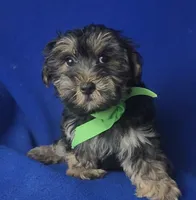 Teo, a male Morkie for sale in Jackson, TN – 4 of 10