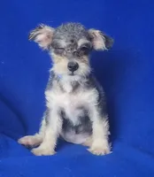 Gigi, a female Schnoodle for sale in Jackson, TN – 7 of 10