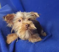 Chocolate Driscoll, a male Yorkshire Terrier for sale in Jackson, TN – 6 of 10