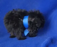 Ledger, a male Yorkipoo for sale in Jackson, TN – 8 of 10
