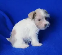 Hendrix, a male Miniature Schnauzer for sale in Jackson, TN – Photo 8 of 10