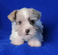 Hendrix, a male Miniature Schnauzer for sale in Jackson, TN – Photo 9 of 10