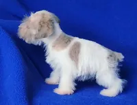 Hendrix, a male Miniature Schnauzer for sale in Jackson, TN – Photo 5 of 10