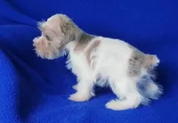 Hendrix, a male Miniature Schnauzer for sale in Jackson, TN – Photo 2 of 10