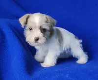 Hendrix, a male Miniature Schnauzer for sale in Jackson, TN – Photo 7 of 10