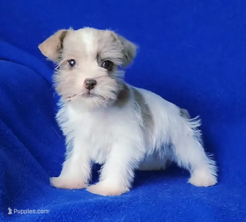 Hendrix – Miniature Schnauzer puppy for sale in Jackson, TN
