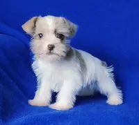 Hendrix, a male Miniature Schnauzer for sale in Jackson, TN – Photo 1 of 10