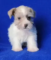 Hendrix, a male Miniature Schnauzer for sale in Jackson, TN – Photo 6 of 10