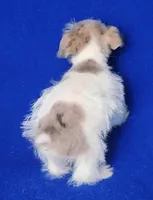 Hendrix, a male Miniature Schnauzer for sale in Jackson, TN – Photo 4 of 10