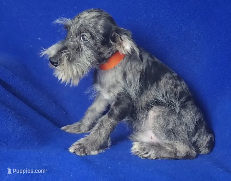 Merle Sebastian – Miniature Schnauzer puppy for sale in Jackson, TN