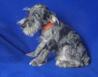 Merle Sebastian, a male Miniature Schnauzer for sale in Jackson, TN – 4 of 10