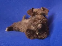 Choco CoCo, a female Miniature Schnauzer for sale in Jackson, TN – 6 of 10