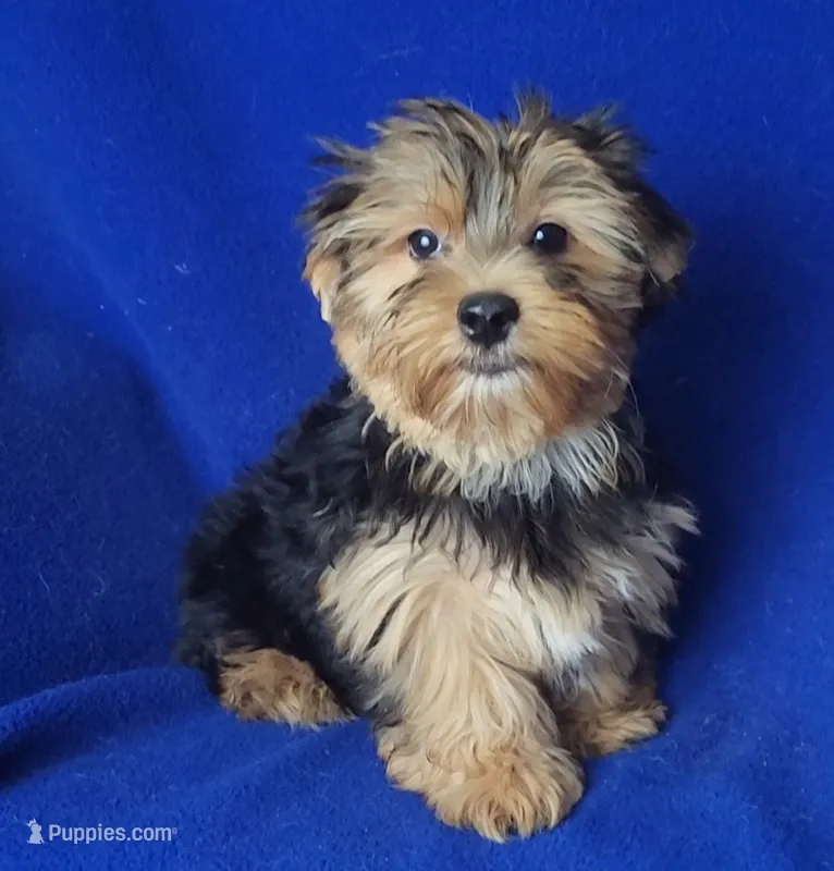 Amelia – Morkie puppy for sale in Jackson, TN