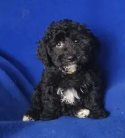 Dash, a male Yorkipoo for sale in Jackson, TN – Photo 7 of 10