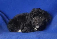 Dash, a male Yorkipoo for sale in Jackson, TN – Photo 9 of 10