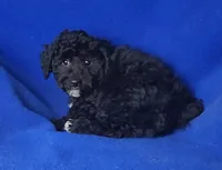 Dash, a male Yorkipoo for sale in Jackson, TN – Photo 5 of 10