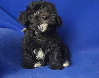 Dash, a male Yorkipoo for sale in Jackson, TN – Photo 6 of 10