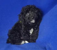 Dash, a male Yorkipoo for sale in Jackson, TN – Photo 2 of 10