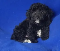 Dash, a male Yorkipoo for sale in Jackson, TN – Photo 4 of 10