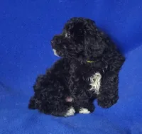 Dash, a male Yorkipoo for sale in Jackson, TN – Photo 3 of 10