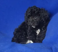 Dash, a male Yorkipoo for sale in Jackson, TN – Photo 10 of 10