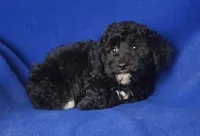 Dash, a male Yorkipoo for sale in Jackson, TN – Photo 8 of 10