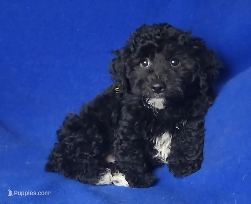 Dash – Yorkipoo puppy for sale in Jackson, TN