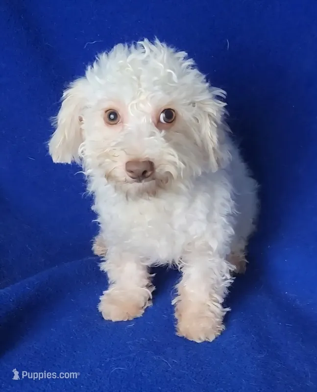 Felix – Bichpoo puppy for sale in Jackson, TN
