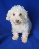 Felix, a male Bichpoo for sale in Jackson, TN – 9 of 10