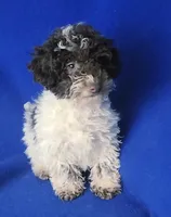 Nash, a male Poodle - Toy  for sale in Jackson, TN – 6 of 10