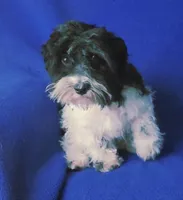 Van, a male Maltipoo for sale in Jackson, TN – 3 of 10
