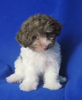 Micah, a male Poodle - Toy  for sale in Jackson, TN – 9 of 9