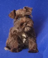 Choco CoCo, a female Miniature Schnauzer for sale in Jackson, TN – 2 of 10