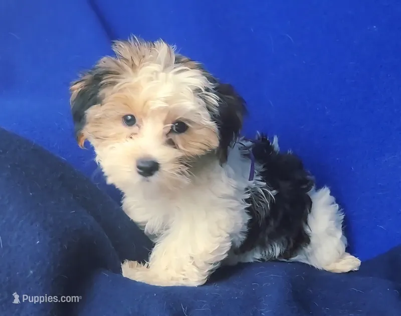 Aria – Morkie puppy for sale in Jackson, TN